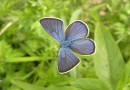 Polyommatus semiargus ©  S. Beshkov